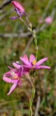Ixia helmei