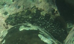 Epinephelus daemelii