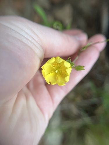 Georgia frostweed (Crocanthemum georgianum)