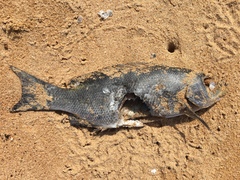 Girella elevata