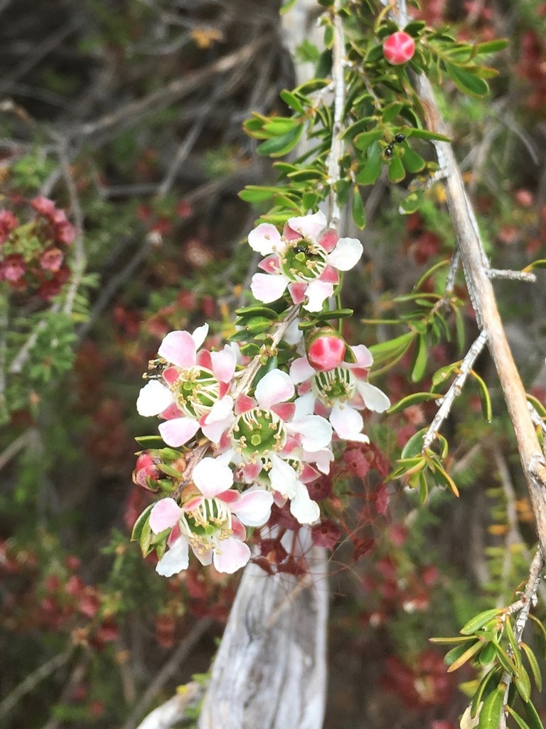 Leptospermum novae-angliae