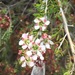 Leptospermum novae-angliae - Photo 由 jayn 所上傳的 (c) jayn，保留部份權利CC BY-NC