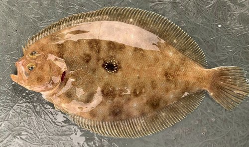 Kaneel-bot (Pseudorhombus cinnamoneus) — Paralichthyidae — 2