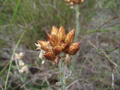 Helichrysum appendiculatum