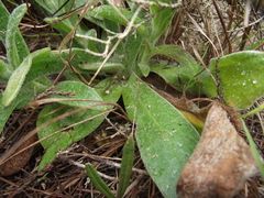 Helichrysum appendiculatum