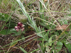 Helichrysum appendiculatum