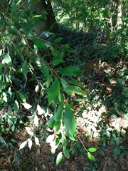 Ficus microcarpa microcarpa