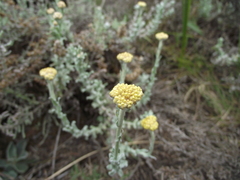 Helichrysum odoratissimum