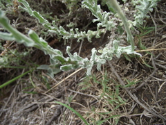 Helichrysum odoratissimum