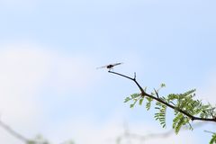 Brachymesia