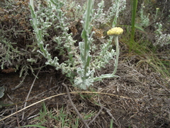 Helichrysum odoratissimum