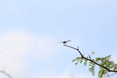 Brachymesia