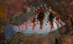 Cirrhitichthys falco