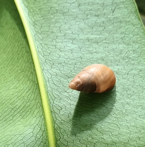 Partula taeniata observed 2025-07-16
