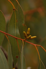 Eucalyptus prava
