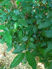 Theaceae
