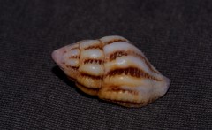 Peristernia reincarnata