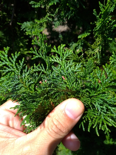 Hinoki cypress