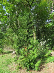 Thujopsis dolabrata
