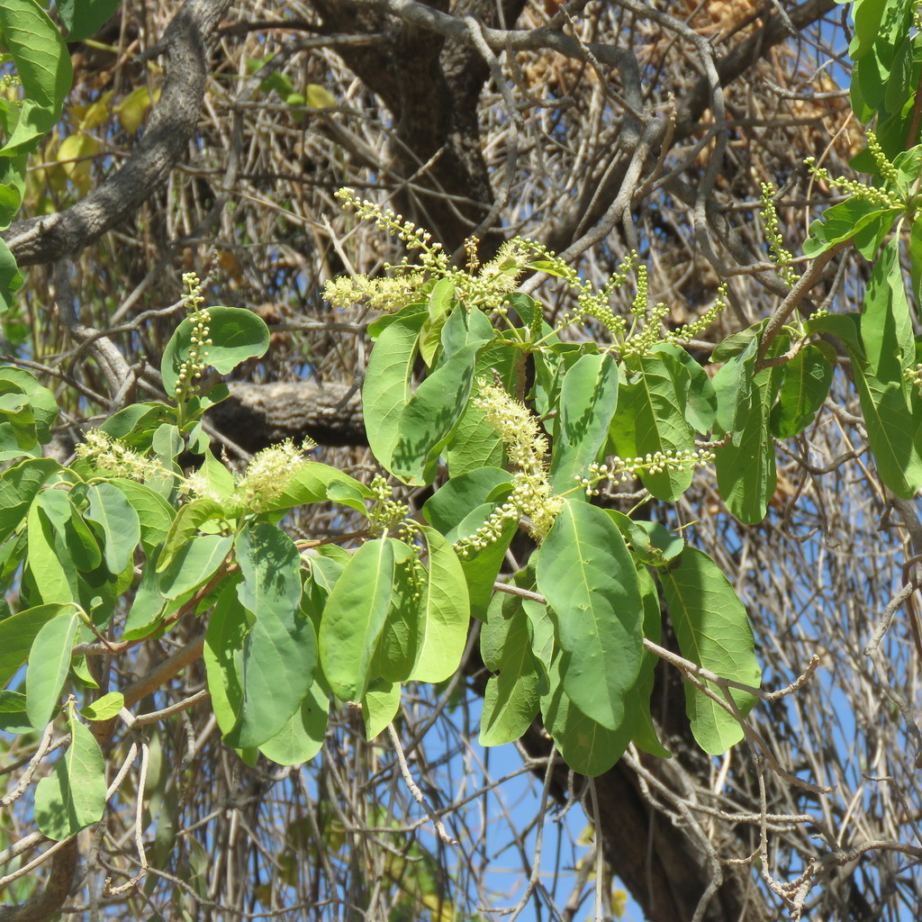 Terminalia platyptera
