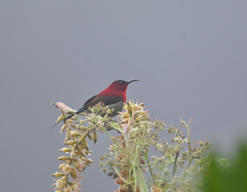 Crimson Sunbird (Aethopyga siparaja), photo 2