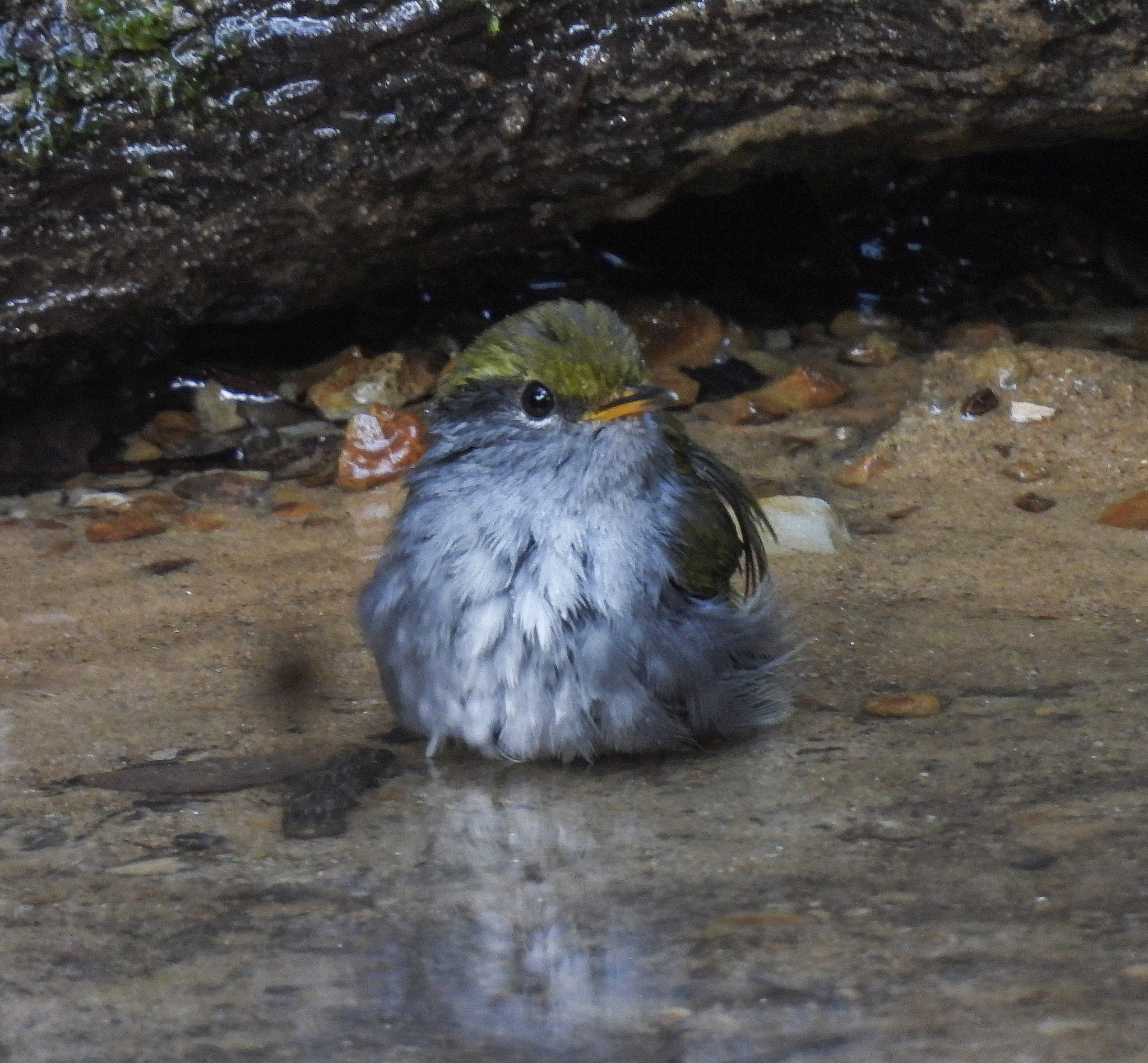 Grey-bellied Tesia (Tesia cyaniventer), photo 6