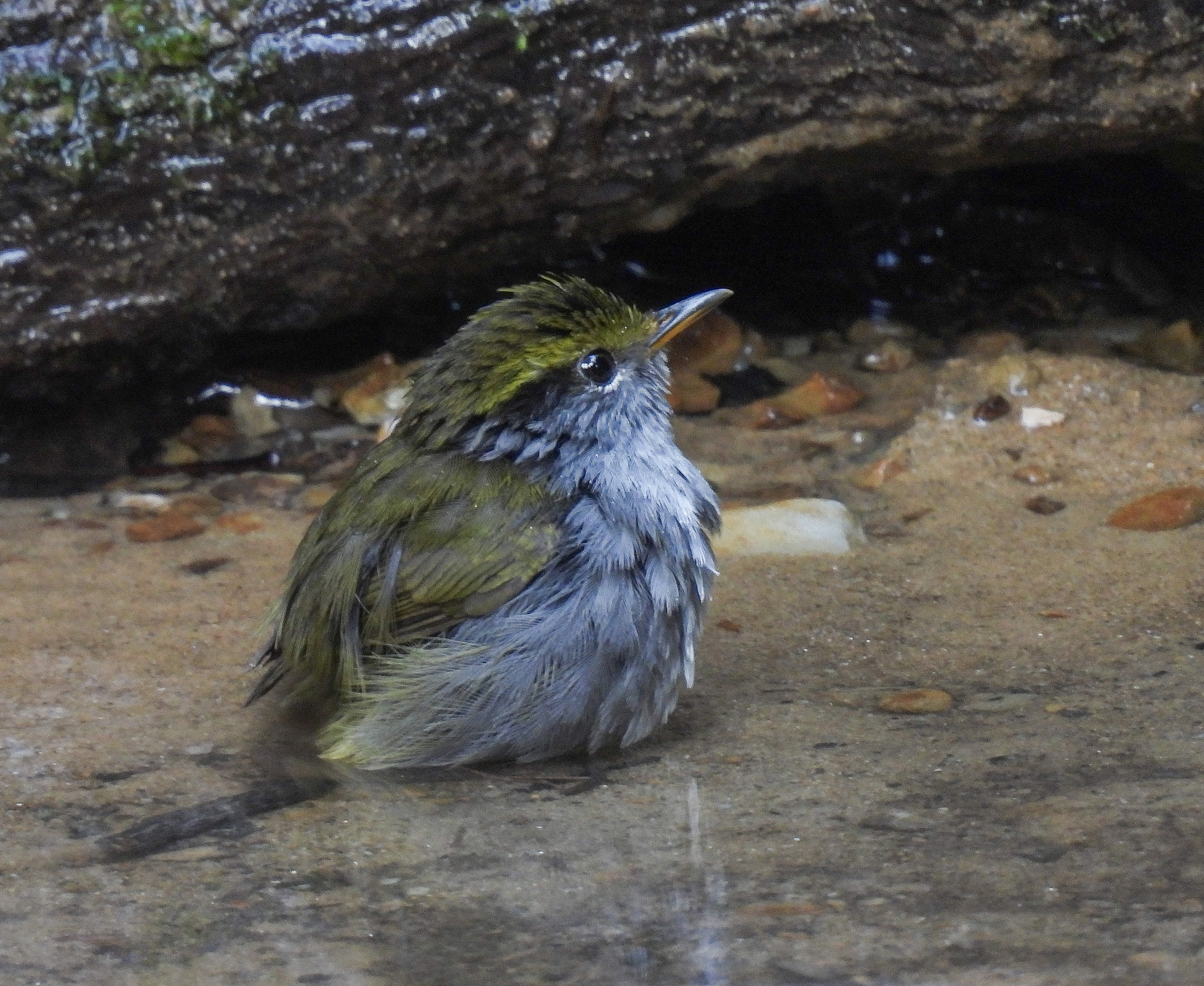 Grey-bellied Tesia (Tesia cyaniventer), photo 2