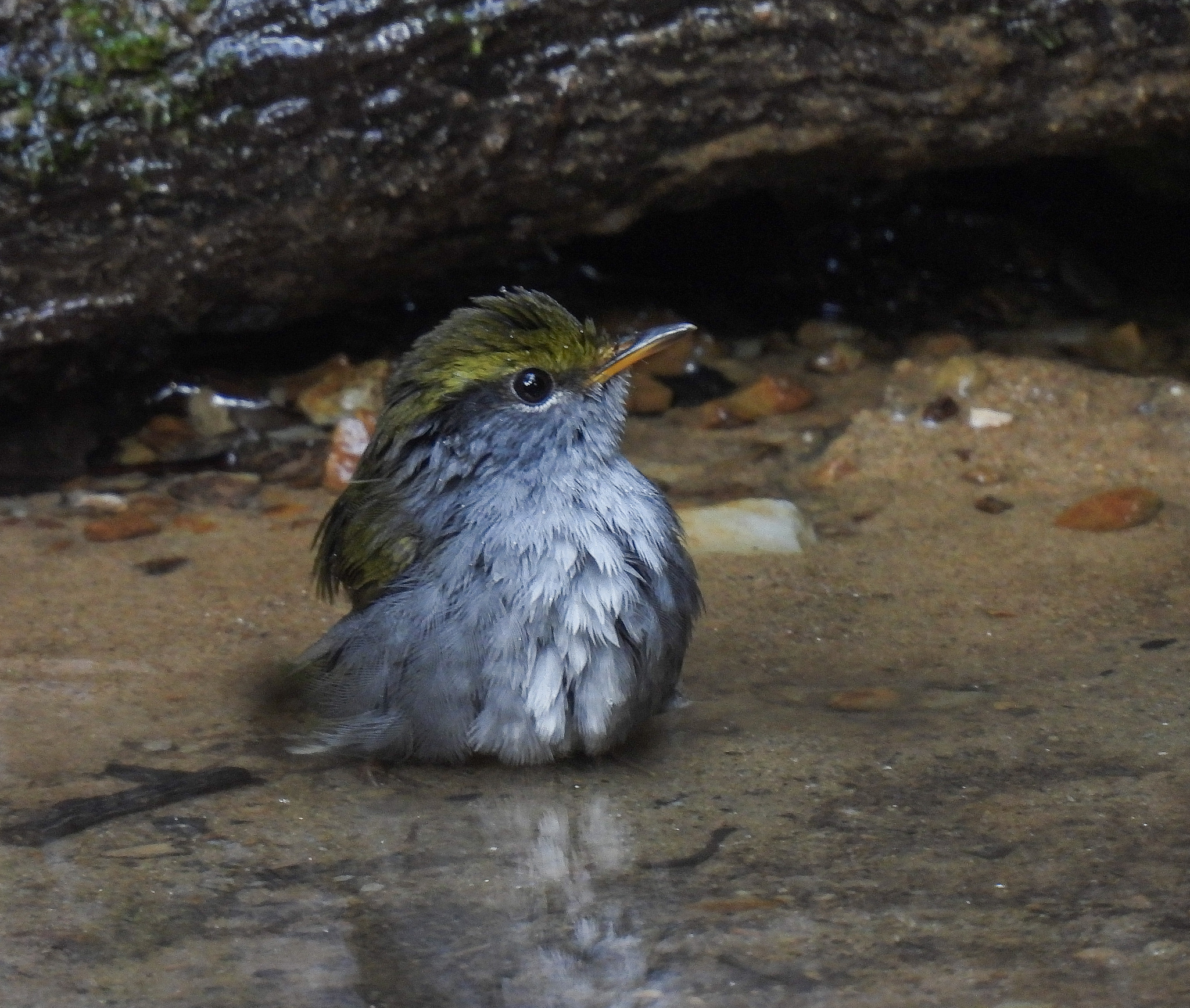 Grey-bellied Tesia (Tesia cyaniventer), photo 5