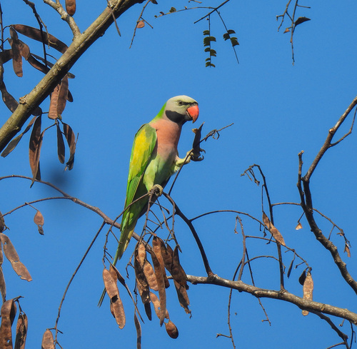 Red-Breasted Parakeet