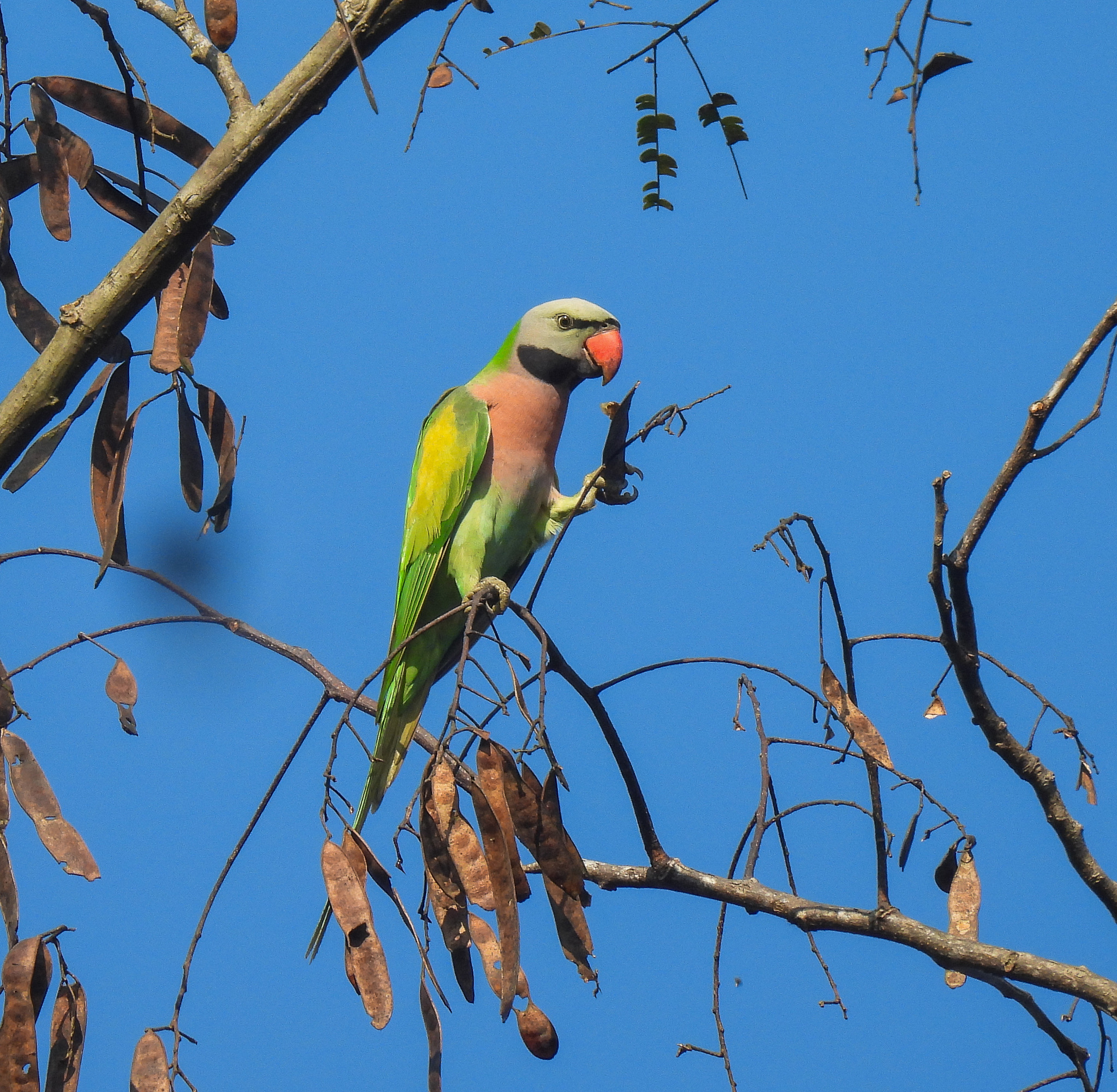 Red-breasted Parakeet illustration