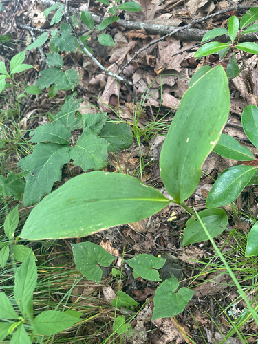 American lily-of-the-valley (Convallaria pseudomajalis)
