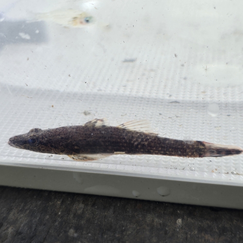 Crazy fish (Butis butis) — Eleotridae — 4