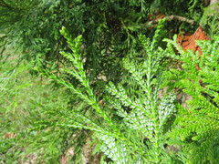 Thujopsis dolabrata