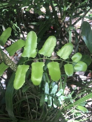 Lygodium reticulatum