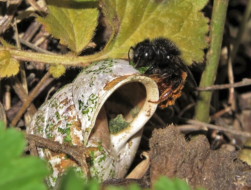 Red Tailed Mason Bee standing atop its nest which is a snail shell covered in moss