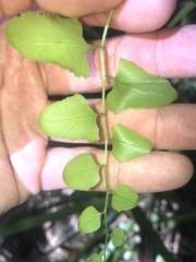 Lygodium reticulatum