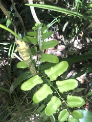 Lygodium reticulatum