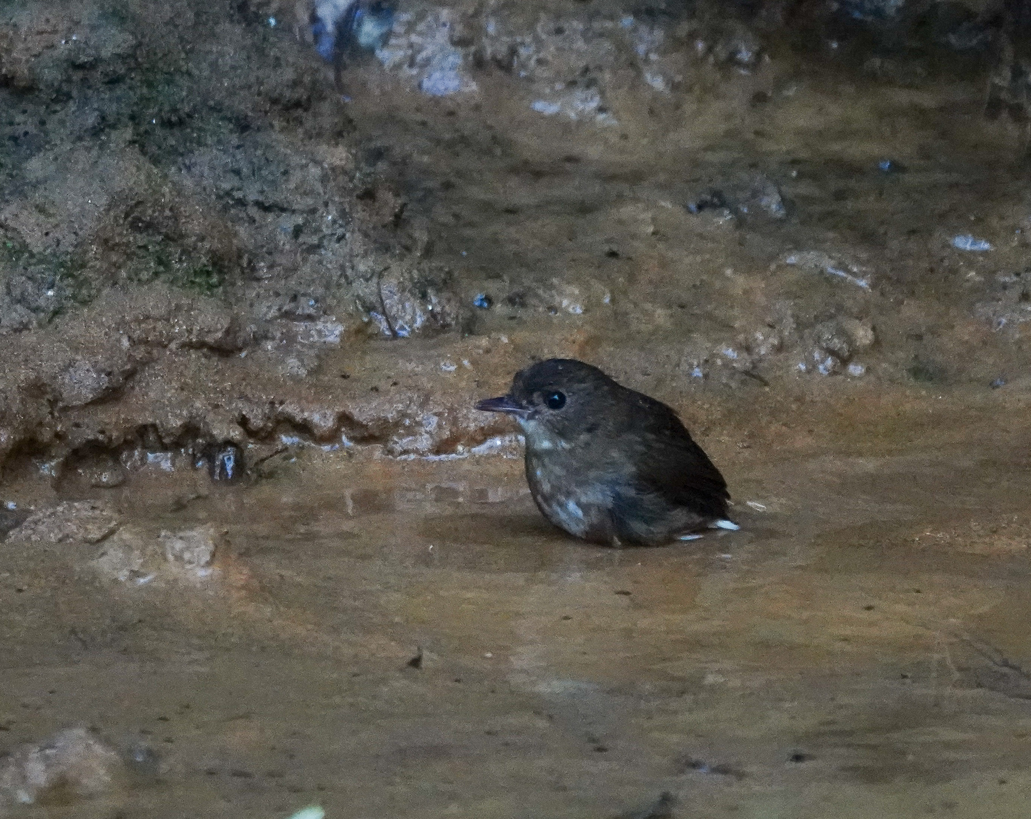 Lesser Shortwing (Brachypteryx leucophris), photo 10