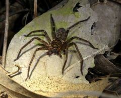 Heteropoda renibulbis