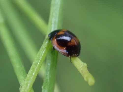 Batman Lady Beetle photo 5