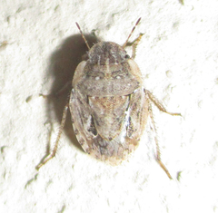 Sciocorini