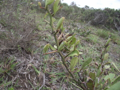 Gymnosporia elliptica