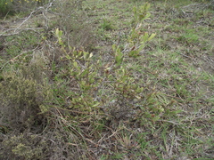 Gymnosporia elliptica