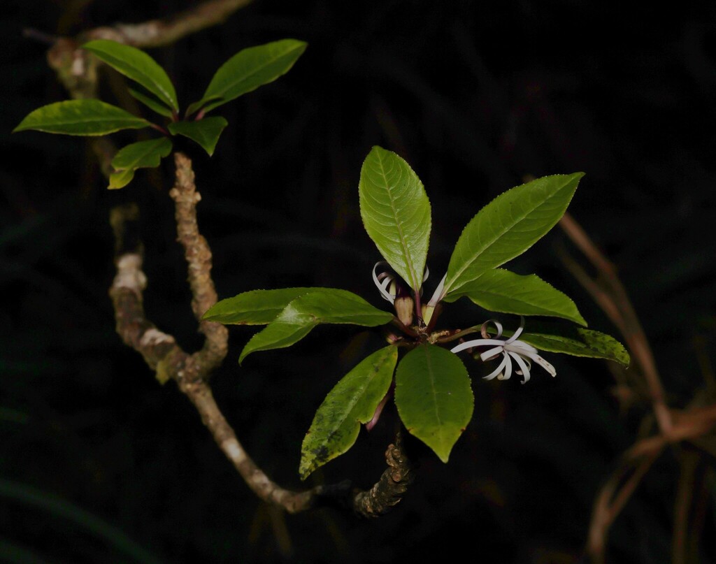 Clermontia parviflora; photograph (c) nmoorhatch, some rights reserved (CC BY)