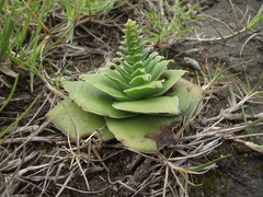 Crassula capitella capitella