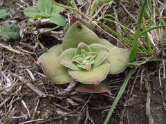 Crassula capitella capitella
