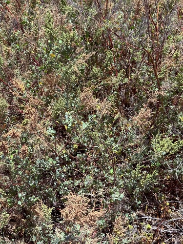 Chenopodium oahuense observed 2025-07-15
