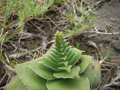 Crassula capitella capitella