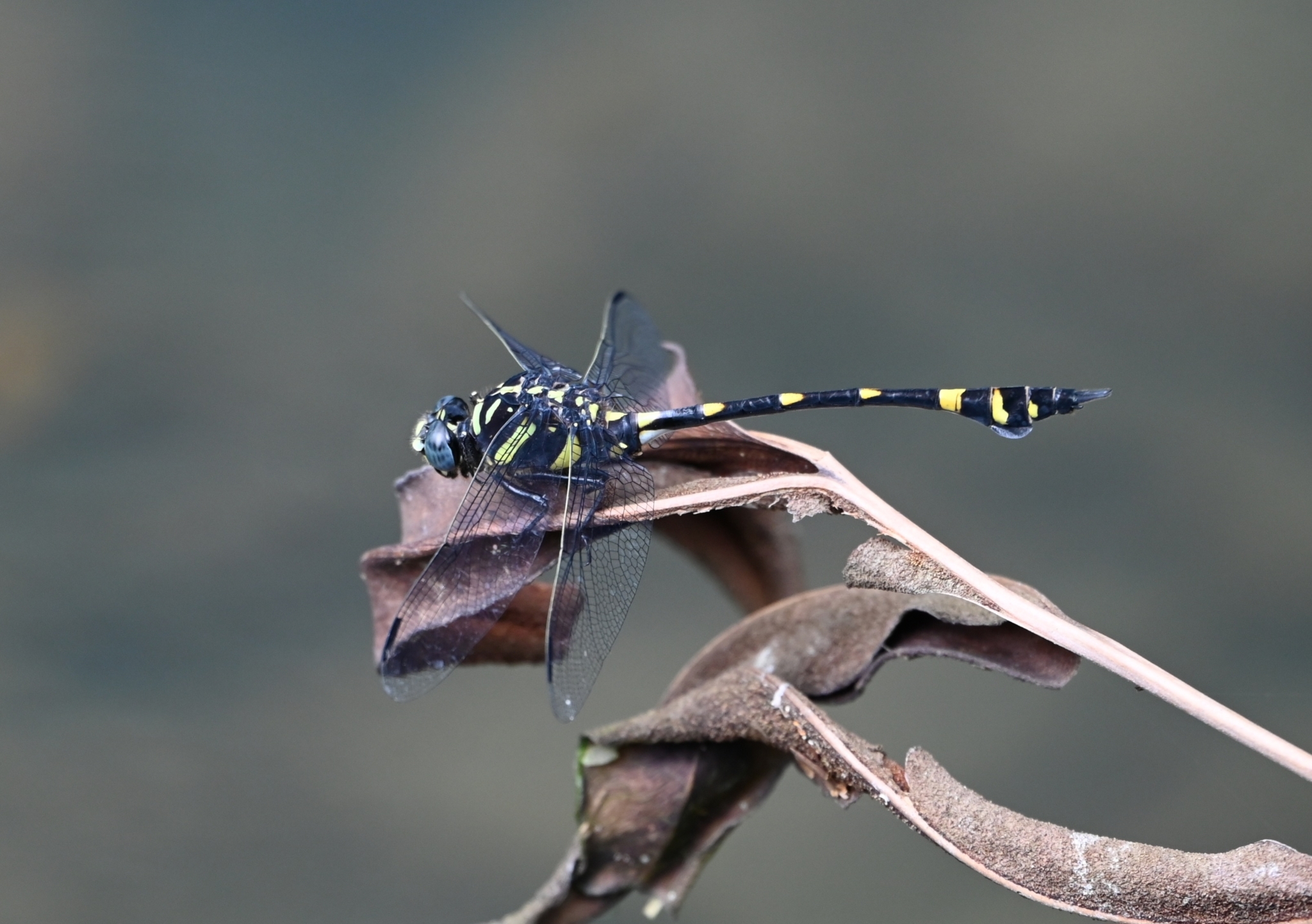 Indian Common Clubtail