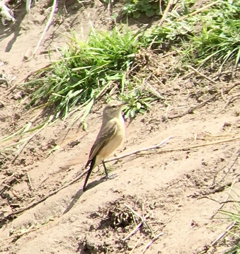 Subspecies Muscisaxicola maculirostris rufescens · iNaturalist